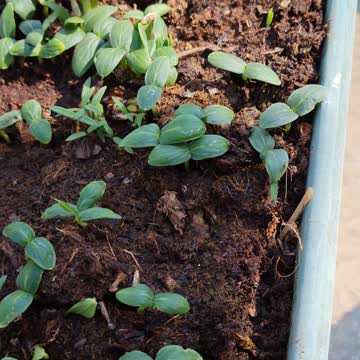 Cucumber finally show up. Hanging GARDEN..