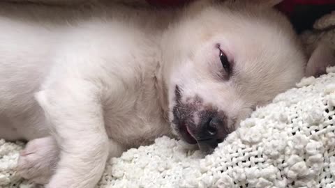 Small white puppy sleeping on blanket between red and green pillow