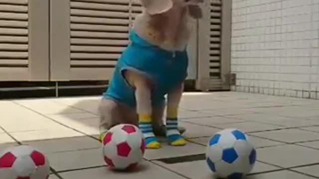 Funny Dog ||Intersting Vedio