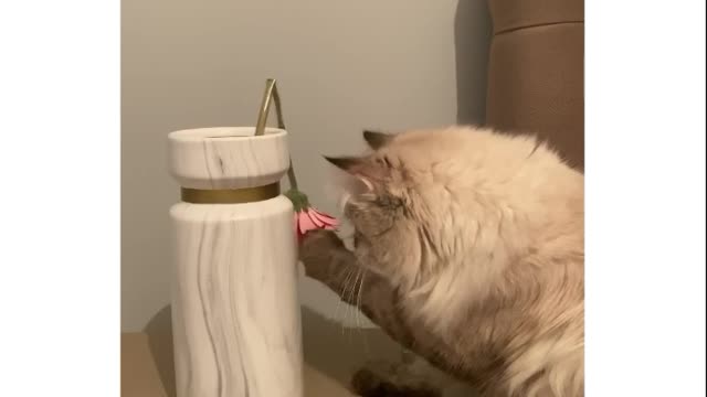 Сat destroys the last flower of a beautiful bouquet | Кот уничтожает остатки красивого букета)
