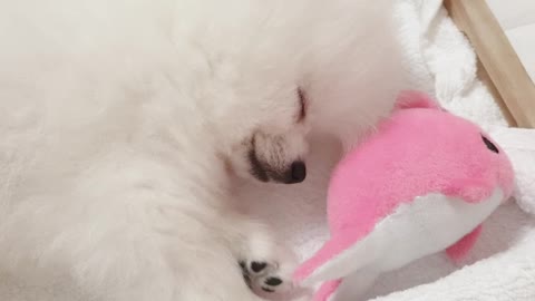 sleeping in a wood tray with my pink fish