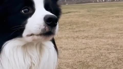 Animals are spiritual, unlike plants