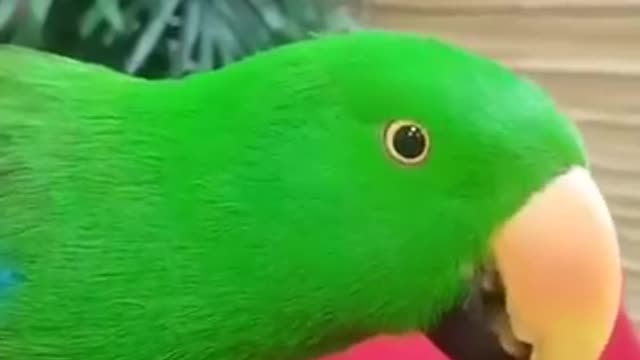 Baby Animals 🔴 Funny Parrots and Cute Birds
