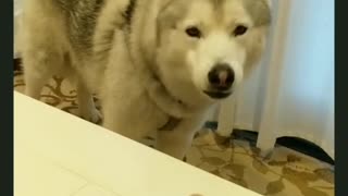 Dog really wants a taste