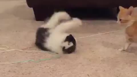 energetic cat