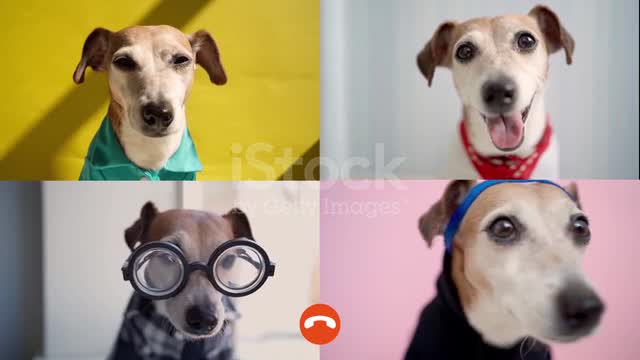 Dog enjoy vido calling