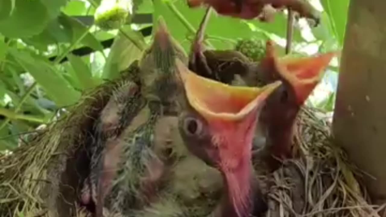 Mommy feeds her babies 💕