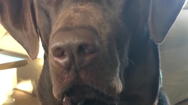 This dog staring at food literally can't stop himself from drooling