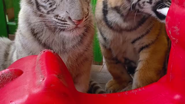 Siberian tigers