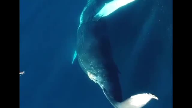 Giants Whale dancing | Ballerina Whale