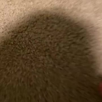 Funny moments make with cute cats