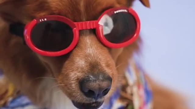 Cute and funny dogs videos