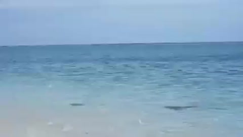 Interesting shark hunt