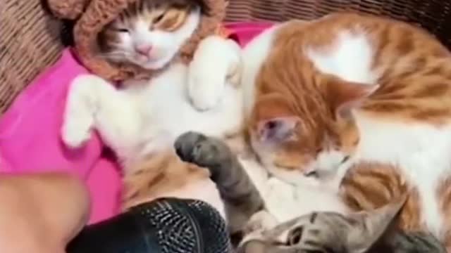 FUNNY CATS COMPILATION
