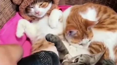 FUNNY CATS COMPILATION