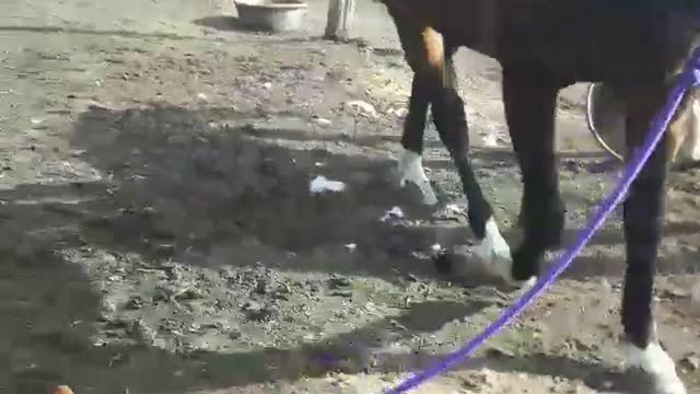 Lyla the Corgi Leading a Horse