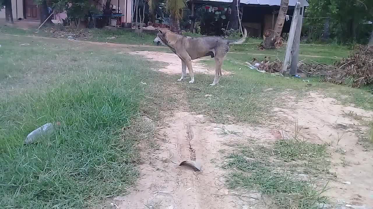 Dog skills