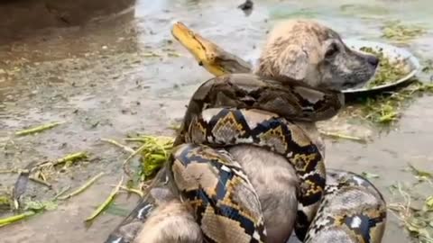 Anaconda attack bby dog😭😭