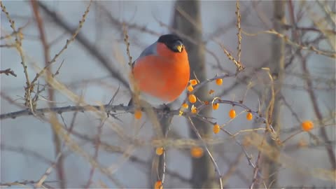 Footage. Birds. Bullfinch