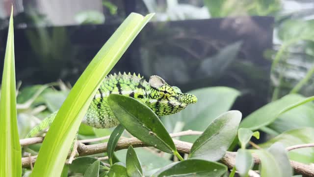 Furcifer Antimena- Flourishing in captivity