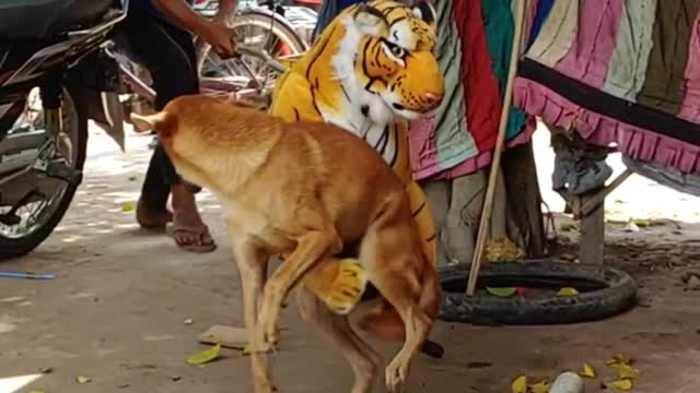 Fake Tiger Prank Dog - PRANK 2021