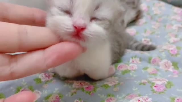 A newborn kitten