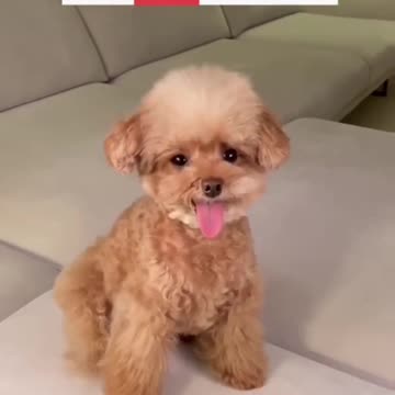 how it teaches a dog to react to emogecons