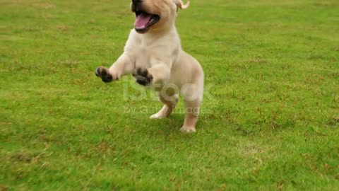 Lovely puppy running to the camera on the lawn