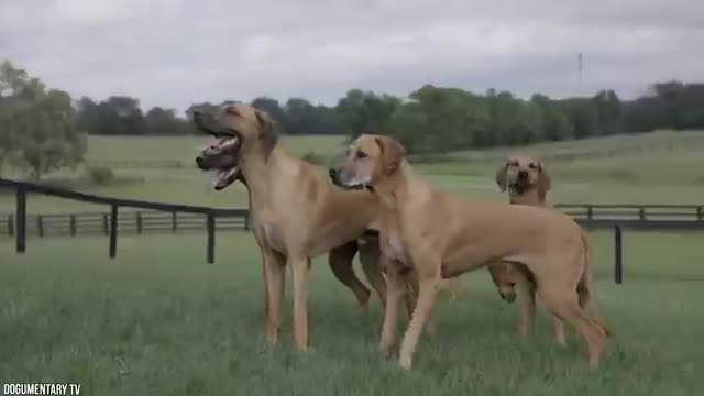 Les 10 chien de garde les plus puissants du monde