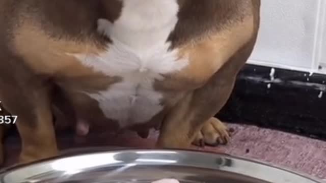 Ye kya ho gya #shorts #funnyvideo #dog