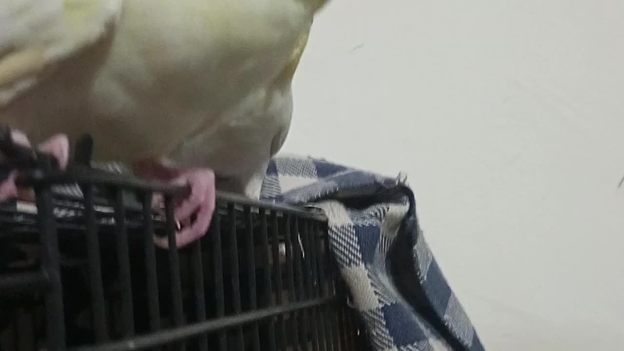 Cockatiel playing Time 😼🩵🦜