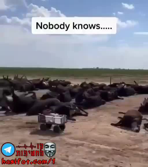 הרעלה של פרות בדרך למשבר מזון עולמי