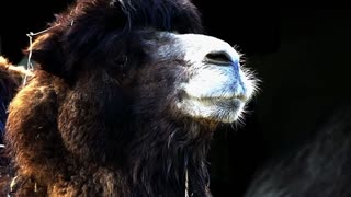 funny Camel zoo animal portrait chew desert