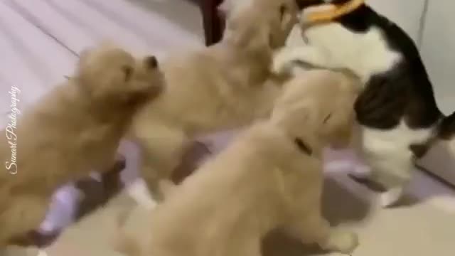 Puppies Madly in Love With Cat