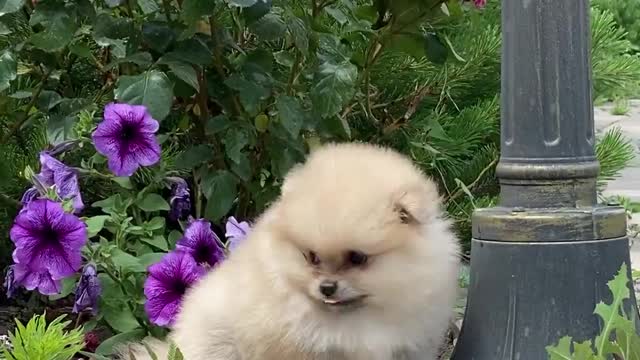 cute dog playing outdoor