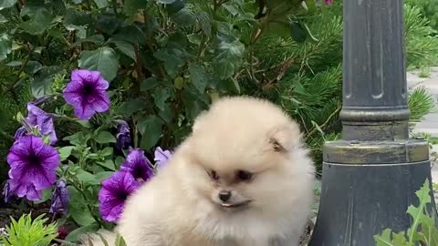 cute dog playing outdoor