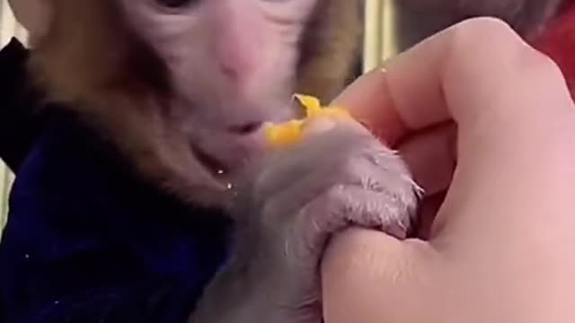 Cute Baby Monkey Video #Shorts | Feeding Monkey