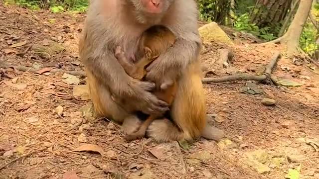 Mother monkey teaching baby to walk?