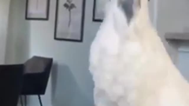 COCKATOO DANCING - CUTE