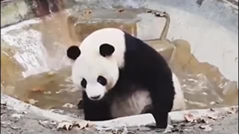 Panda taking a shower