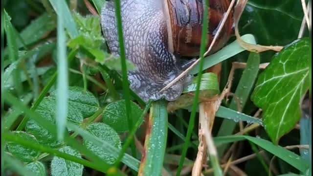 Garden snail