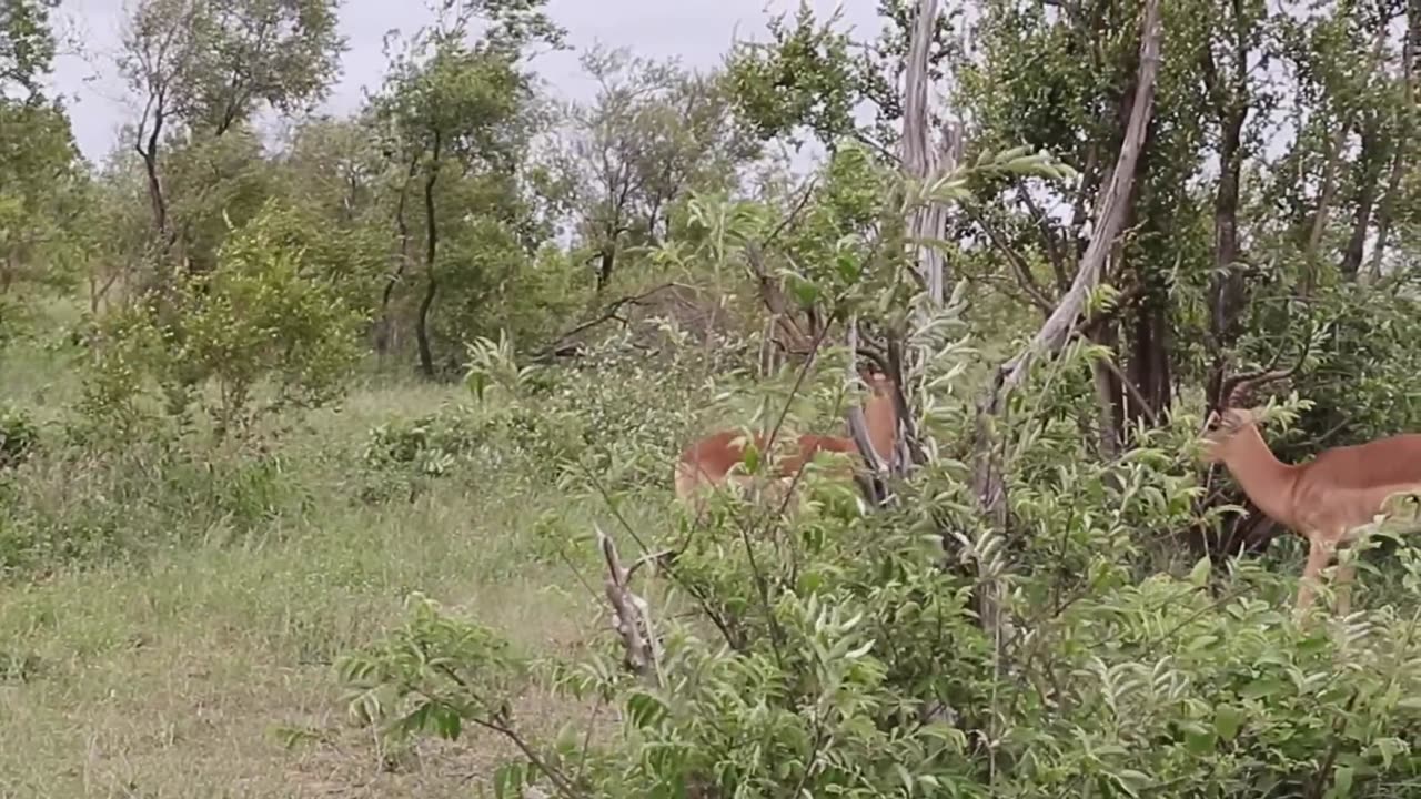 Impala Rams Fighting Animal Videos