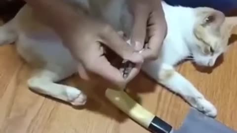 MY BEST SOLUTION WITH MY CAT