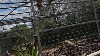 Baboons go crazy at zoo