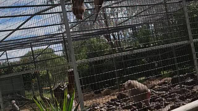 Baboons go crazy at zoo