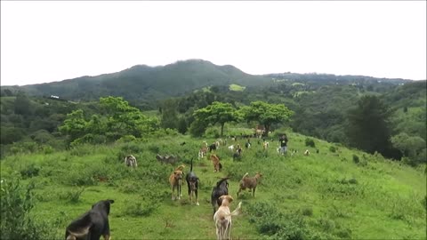 Territorial de Zaguates '' Land of The Strays'' Dog Rescue Ranch Sanctuary in costa Rica