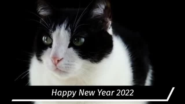 Cat wishing us Happy New Year 2022