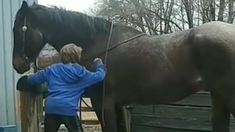 Funny&cut horse