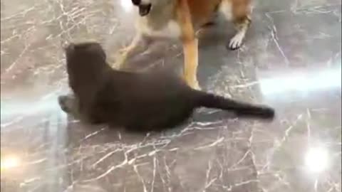 Funny Cats And Dogs Videos 😂 #1 - Best Funniest Animal Videos 2023 😅