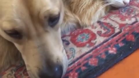 Funniest & Cutest Puppies - 30 Minutes of Funny Puppy Videos 2022